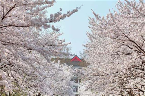 学校上半年教学计划怎么写